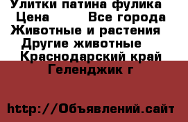 Улитки патина фулика › Цена ­ 10 - Все города Животные и растения » Другие животные   . Краснодарский край,Геленджик г.